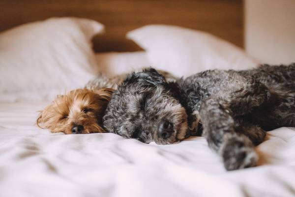 Travel with your pet Blau Hotels for Holidays Travel with your pet Blau Hotels for Holidays